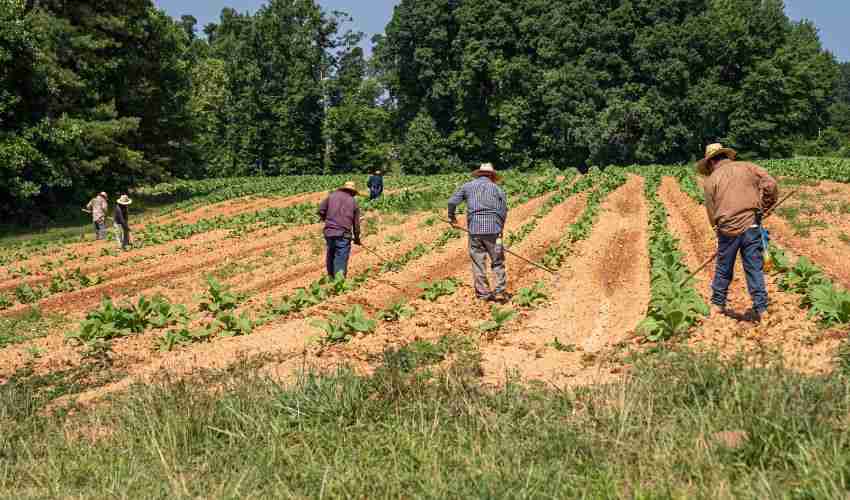 Maxi blitz in Italia: due terzi delle aziende agricole irregolari