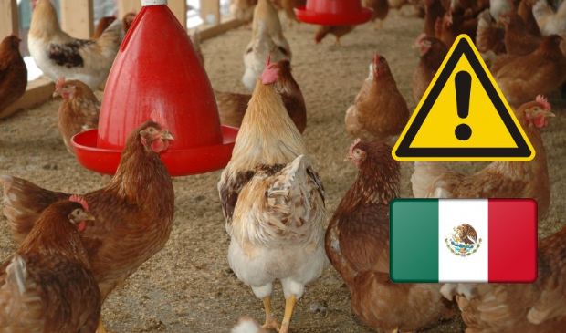 Influenza aviaria H5N2: OMS conferma primo decesso umano in Messico