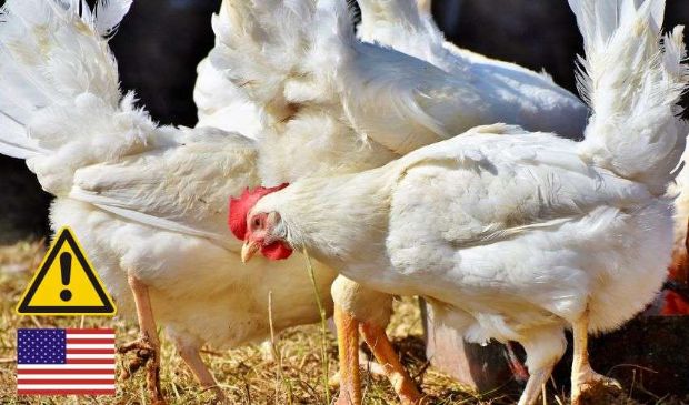 Aviaria negli Usa: crescono i casi e gli allevamenti contagiati