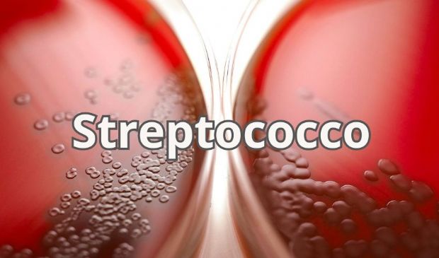 Streptococco, il “debito immunologico” diventa una nuova vulnerabilità