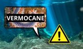 L’invasione dei vermocane nel Mediterraneo: una minaccia sottovalutata